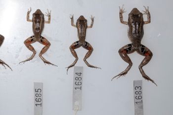 Media type: image;   Herpetology A-148549